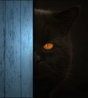 Cateye